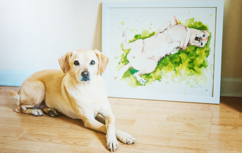 Pet Portrait: Snowflake